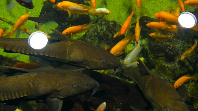 Oxydoras niger in an aquarium with cichlids