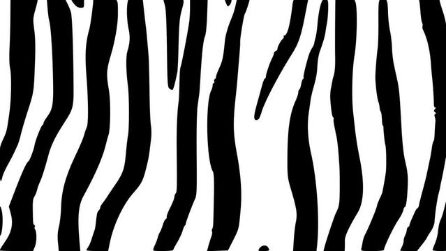 Zebra Skin Pattern Background Overlay Animation