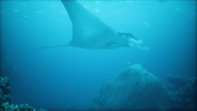 stunning manta ray hovers above a colorful and diverse coral reef in the crystal-clear waters of a tropical sea