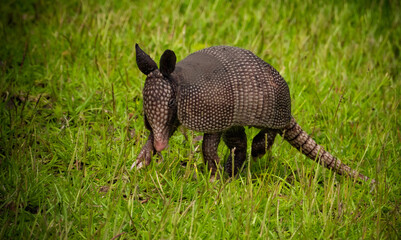 Armadillo on Daufuskie