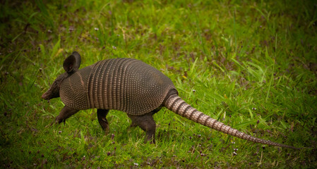 Armadillo on Daufuskie