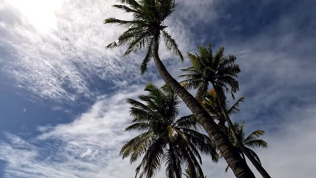 Tall palm trees moving gently in the wind. Tropical landscape