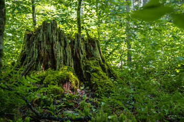 Moss green grass summer bloom backgrounds graphic resources copy space textured stairs