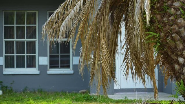 Dead palm tree uprooted after hurricane Ian on Florida home backyard