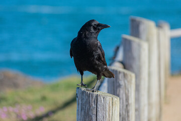 Crow