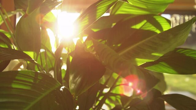 LENS FLARE, DOF: Golden sun shining through lush green leaves of Spathiphyllum. Decorative and air purifying tropical houseplant thriving in home jungle. Beautiful greenery in early morning sunlight.