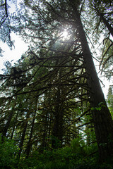 Fototapeta premium Redwood Trees Oregon