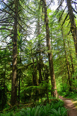 Redwood Trees Oregon