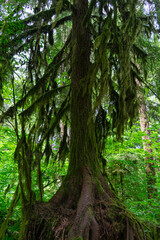 Redwood Trees Oregon