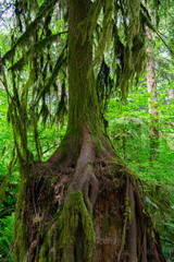 Redwood Trees Oregon