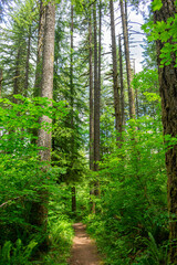 Fototapeta na wymiar Redwood Trees Oregon