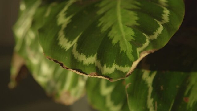 MACRO, DOF: Browning and curling edge of beautiful green calathea medallion leaf. Drying of leaves due to improper watering or low air humidity. Sensitive tropical potted plant in home indoor jungle.