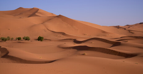 Desert landscape with orange-red dunes of the Sahara Desert near village Merzouga, Morocco. Green trees at the foreground before a huge massive of high dunes. Vacation in Morocco.