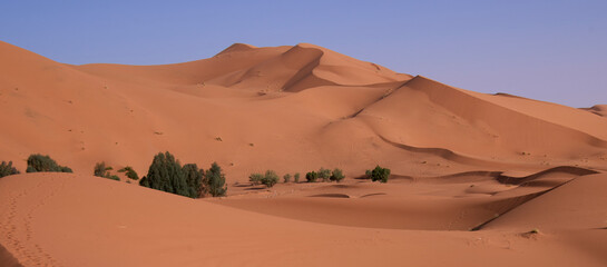 Desert landscape with orange-red dunes of the Sahara Desert near village Merzouga, Morocco. Green trees at the foreground before a huge massive of high dunes. Vacation in Morocco.