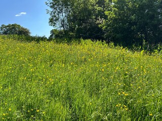Dense long grass, filled with, buttercups and wild plants, on a sloping meadow in, Thornton, Bradford, UK