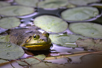 Frog in lily pads