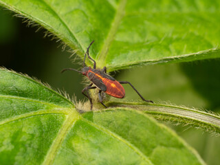 Close up of a boxelder bug larvae on a leaf