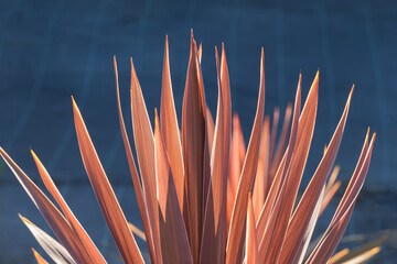 Cordyline australis red star plant leaves close up outdoor