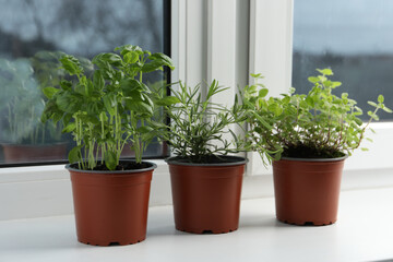 Different aromatic potted herbs on windowsill indoors