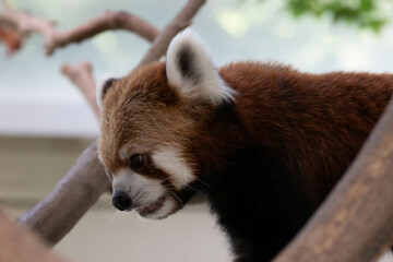 Close up cute Lessr Panda, red panda