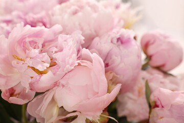 Beautiful pink peonies on white background, closeup