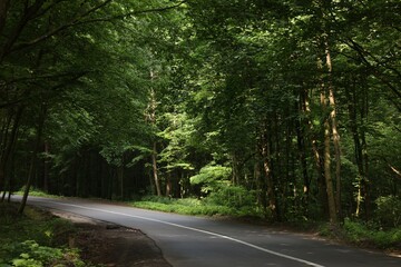 Asphalt road near trees in forest on summer day