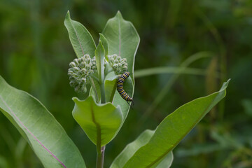 Monarch Butterfly caterpillar feeding on common milkweed