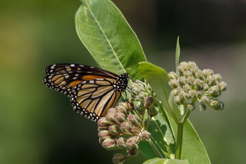 Monarch Butterfly on a common milkweed flower 