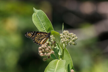 Monarch Butterfly on a common milkweed flower 