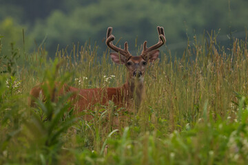 Whitetail Buck in High Grass