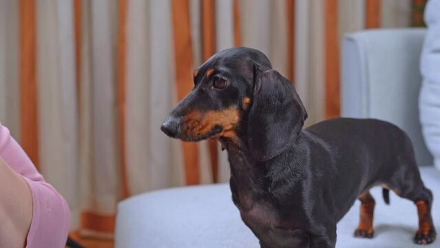 Female hands massage ears of small dog sitting on sofa in apartment, puppy obediently stands, shakes its head. Owner presses with his fingers, distributes drops from otitis media, otodecosis. Pet care