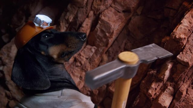 Dachshund dog mines minerals hitting hard rocks with hoe. Domestic dog in safety helmet with flashlight works with instrument in mine closeup