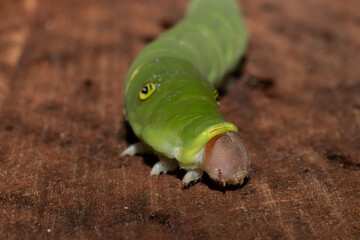 A Eastern Tiger Swallowtail, scientific name, Papilio glaucus