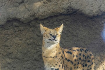鋭い目つきで周りを警戒するサーバル