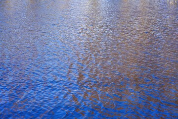 メタセコイヤの黄葉と青空を映す水面の情景