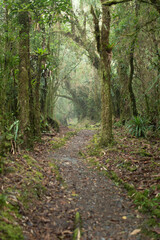 footpath in the woods