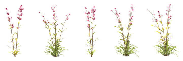 Set of daisy flowers with isolated on transparent background. PNG file, 3D rendering illustration, Clip art and cut out