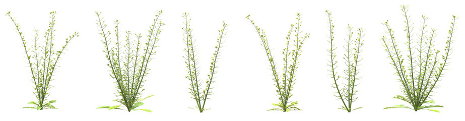 Set of evergreen plants with isolated on transparent background. PNG file, 3D rendering illustration, Clip art and cut out