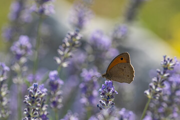 The goshawk pollinates a lavender flower.