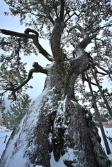 最後の雄姿・三瓶山・定めの松