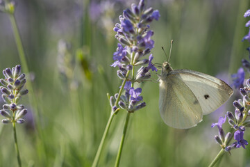 The cabbage whitefly pollinates the lavender flower.