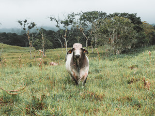 toro panameño alimentándosela