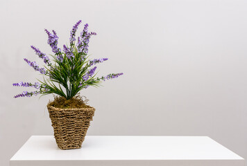 Planta de lavanda florecida en maceta rústica de hebras sobre fondo blanco. Recurso gráfico con espacio negativo