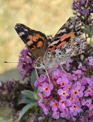Butterfly on Purple Flower