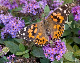 Orange butterfly on purple flower