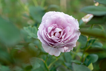 Big purple rose in the rose garden, beautiful and exotic flower. that people have never seen