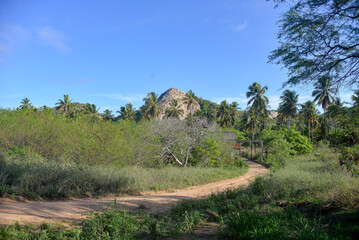 trees on the hill, trees in the mountains, landscape with trees and sky, landscape with trees, coconut trees in the mountains
