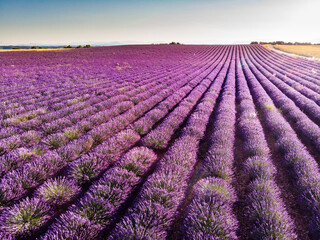 Lavender field in Provence France