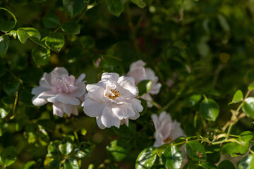 White rose flowers in detail.