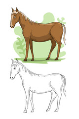 Horse farm animal cartoon illustration